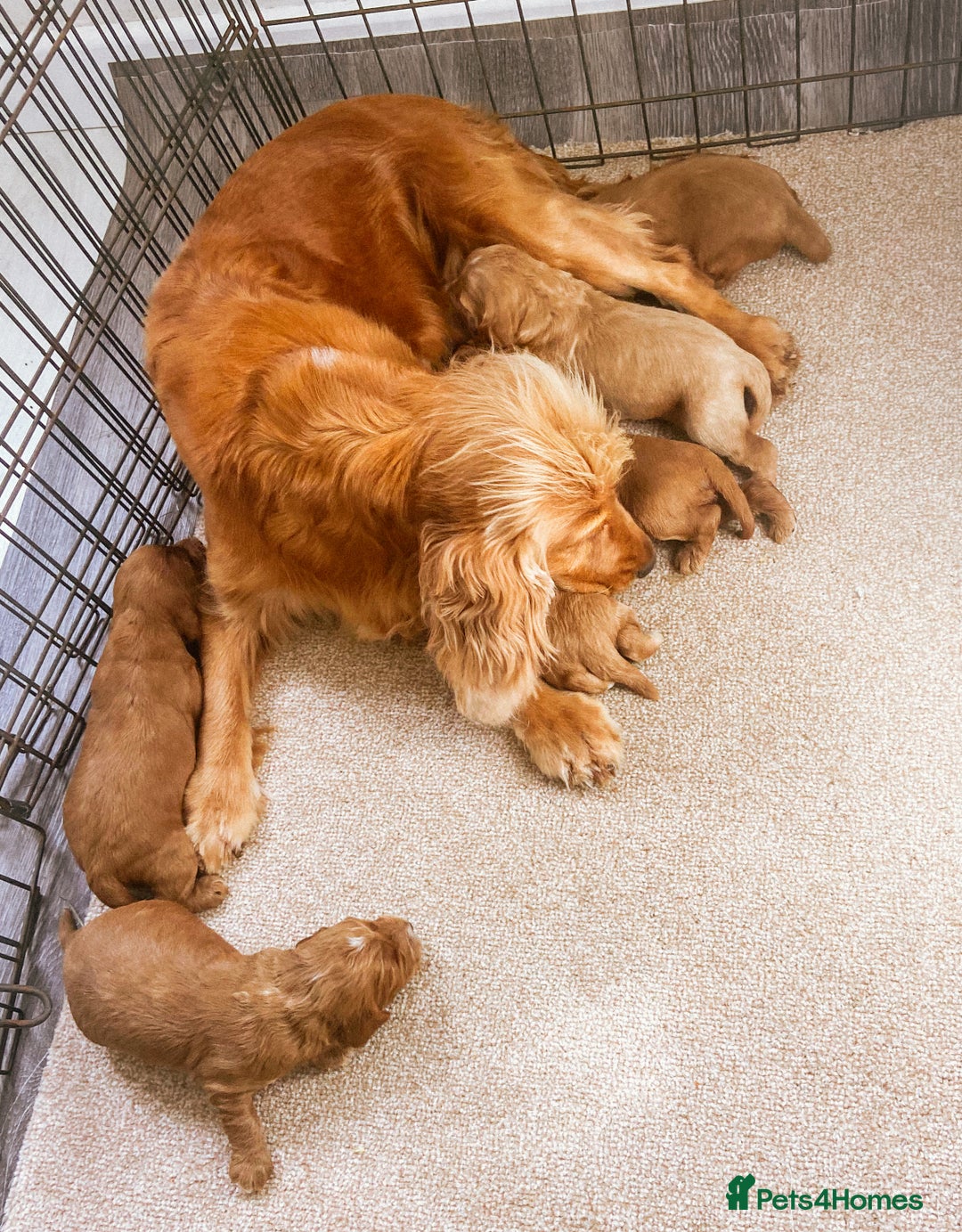 Cockapoo dogs for sale: Fox red Cockapoo pups  - Image 3