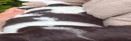 Sprocker dogs for sale: Beautiful F1 Sprocker Puppies  - Advert 32
