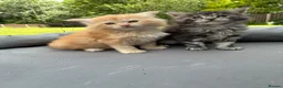Maine Coon cats for sale: Maine coon  - Advert 15