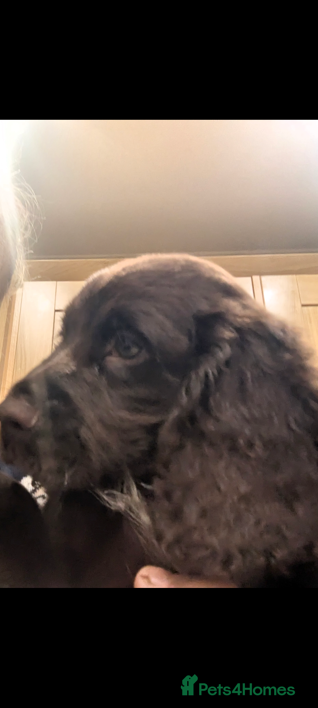 Cocker Spaniel dogs for sale: 5 Gen KC Registered working Cocker Spaniel pups  - Advert 6