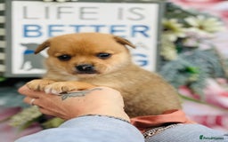 Mixed Breed dogs for sale:  Beautiful puppies  - Image 4