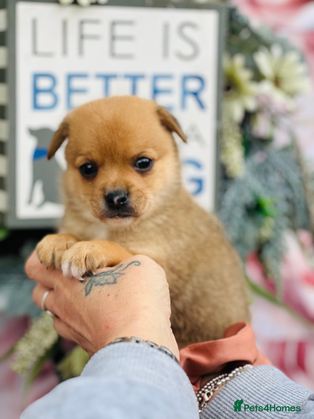 Mixed Breed dogs for sale:  Beautiful puppies  - Image 4