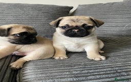 Pug dogs for sale: 2 beautiful pugs looking for their forever home - Image 1