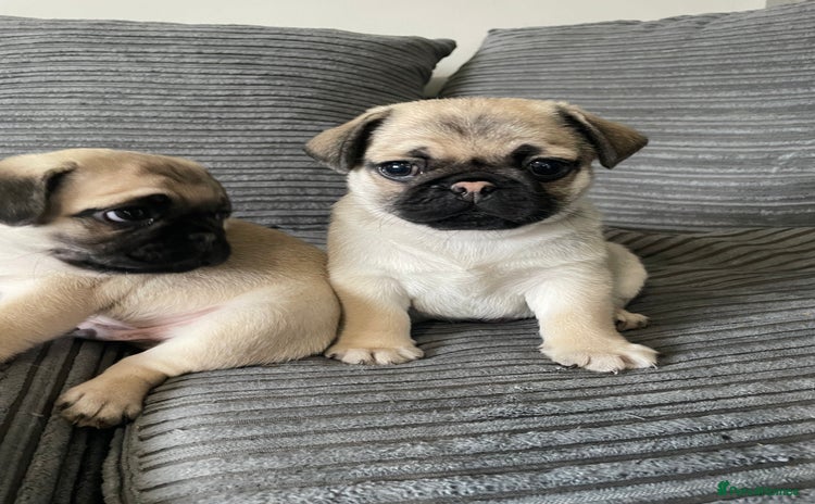 Pug dogs - Advert 1