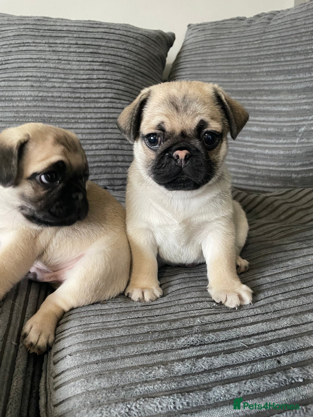 Pug dogs for sale: 2 beautiful pugs looking for their forever home - Image 1