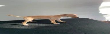 Mixed Breed 3