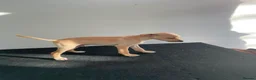 Mixed Breed dogs for sale: Italian greyhound x patterdale - Advert 13