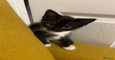 Mixed Breed cats - Advert 3
