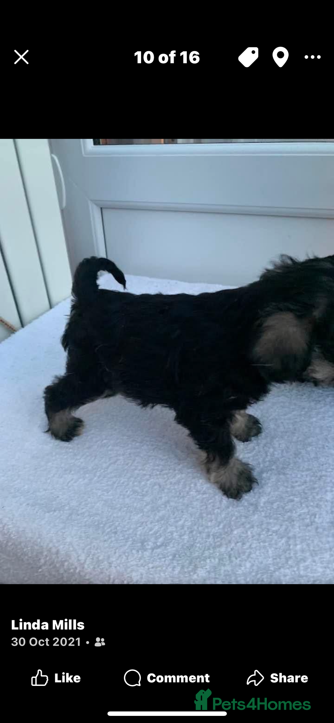 Miniature Schnauzer dogs for sale: Black/Silver & Pepper/Salt male /females - Advert 7