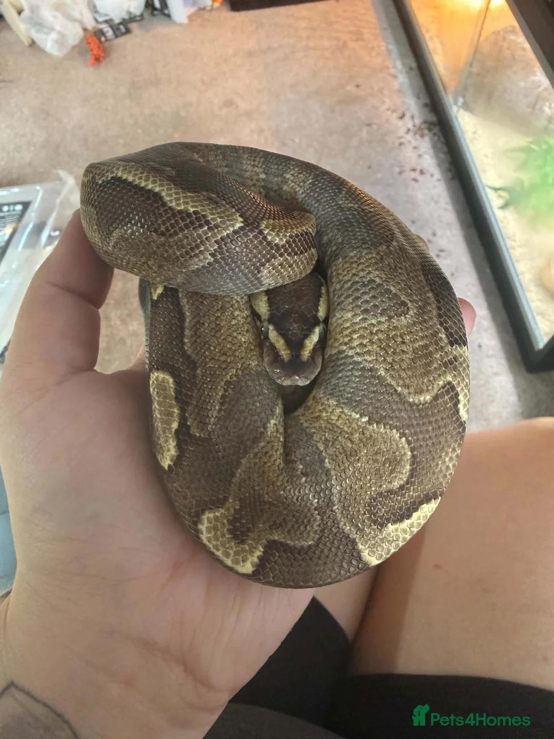 Python Snake reptiles for sale: Ronnie will come with his set up  - Advert 2