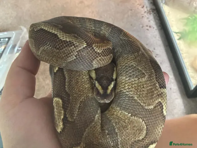Python Snake reptiles Ronnie will come with his set up - Advert 2