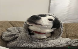 Border Collie dogs for sale: Billy 3 year old border collie - Image 7