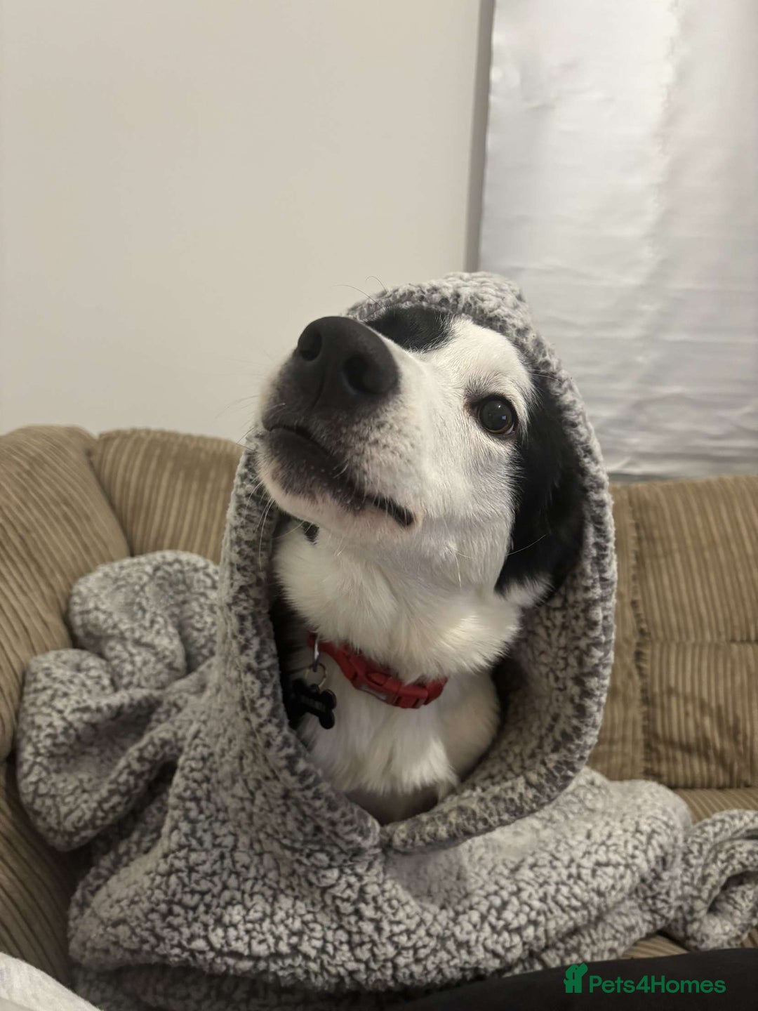 Border Collie dogs for sale: Billy 3 year old border collie - Image 7