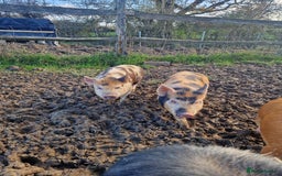 Pig livestock for sale: Piglets - Advert 2