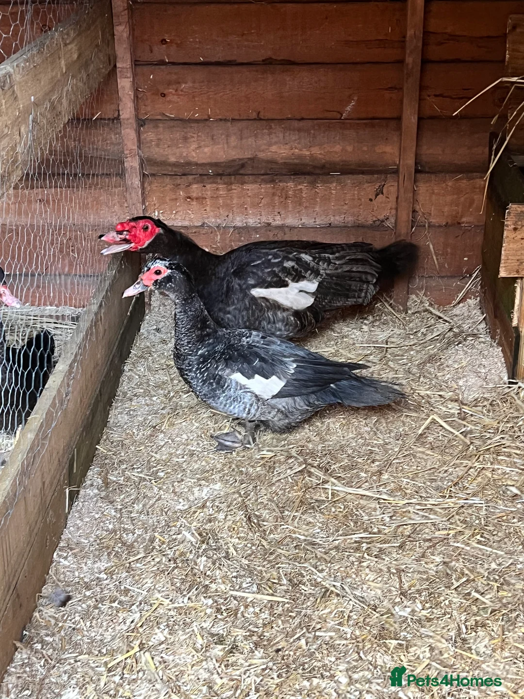 Ducks poultry for sale: Blue Muscovy Hatching Eggs - Advert 1