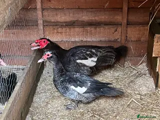 Ducks poultry Blue Muscovy Hatching Eggs - Advert 2