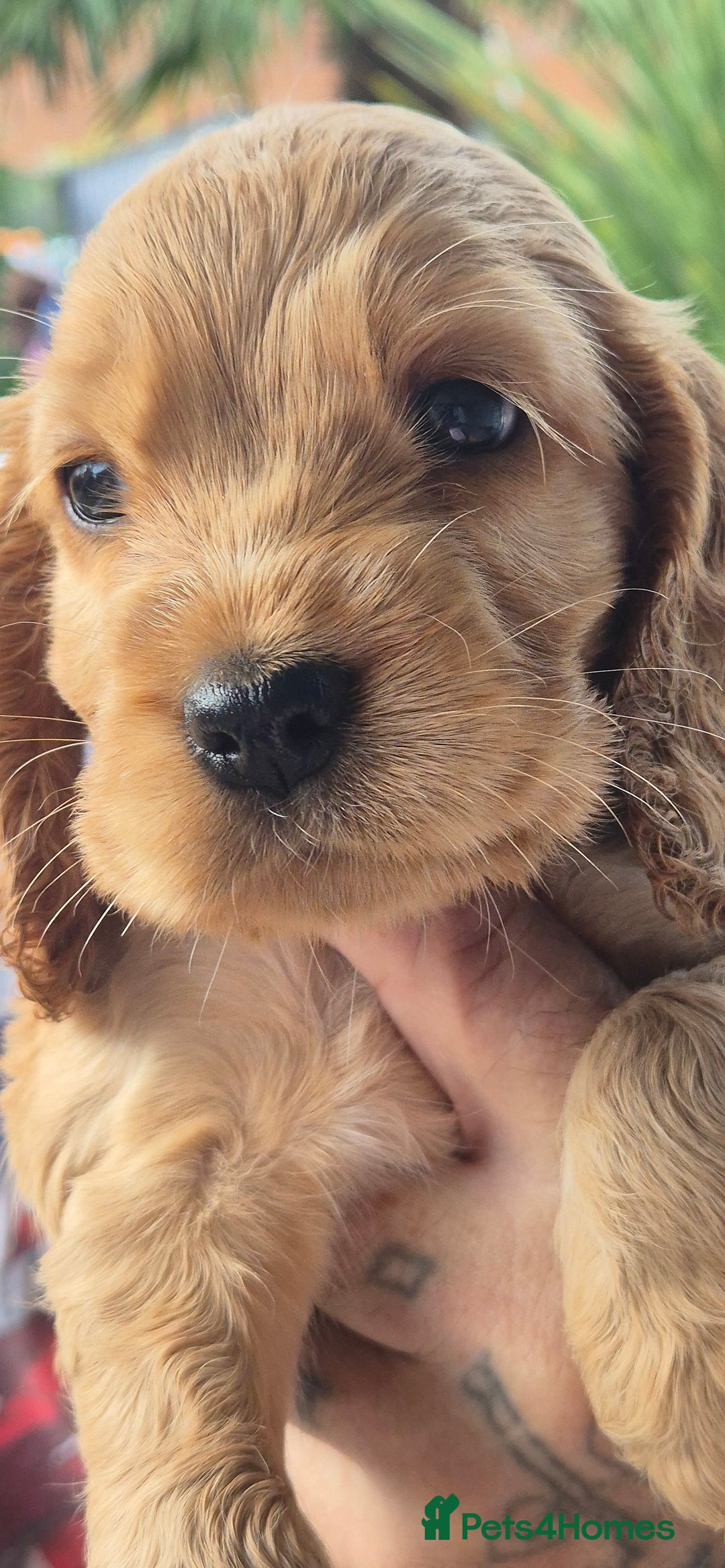Cocker Spaniel dogs for sale: KC registered show cockers dna tested parents - Image 8