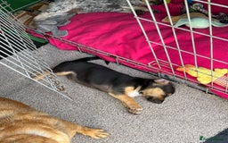 Jack Russell dogs for sale: 🐾Jack Russell Puppies🐾 - Image 4