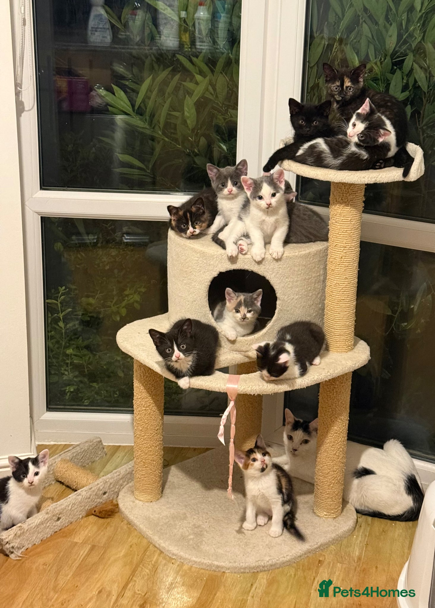 Mixed Breed cats 🥰 ready to go calicos, tuxedos & grey kittens  - Advert 2