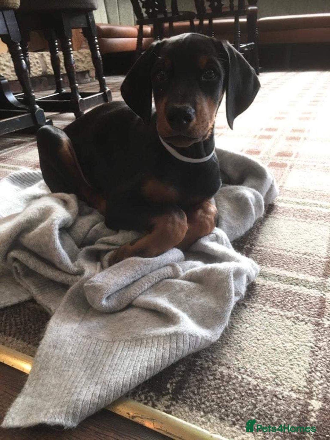 Dobermann dogs for stud: KC registered Black and Red Rust for stud - Advert 10