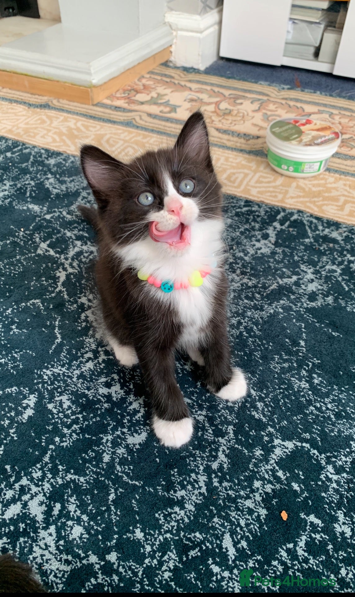 Mixed Breed cats Beautiful kittens looking for loving home - Advert 2