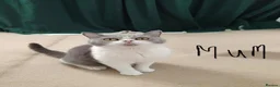 British Shorthair cats for sale: British shorthair kitten - Advert 2