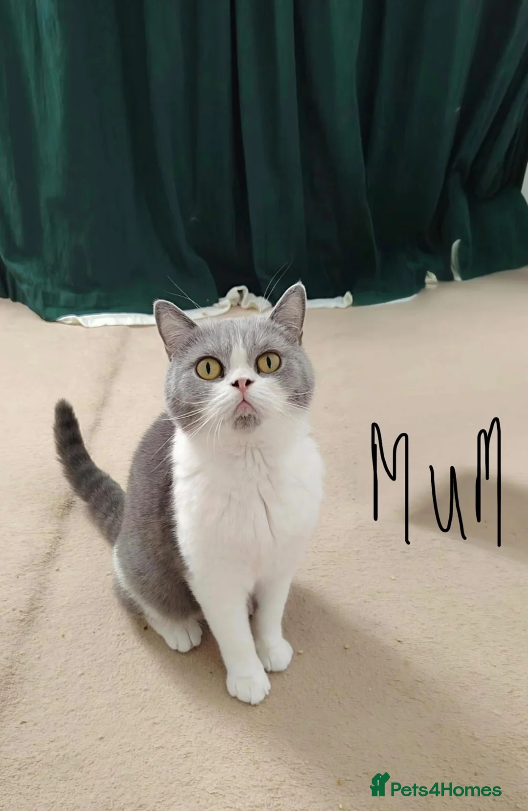 British Shorthair cats for sale: British shorthair kitten - Advert 2