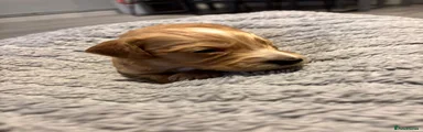 Cockapoo 7