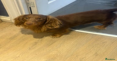 Miniature Dachshund dogs - Advert 15