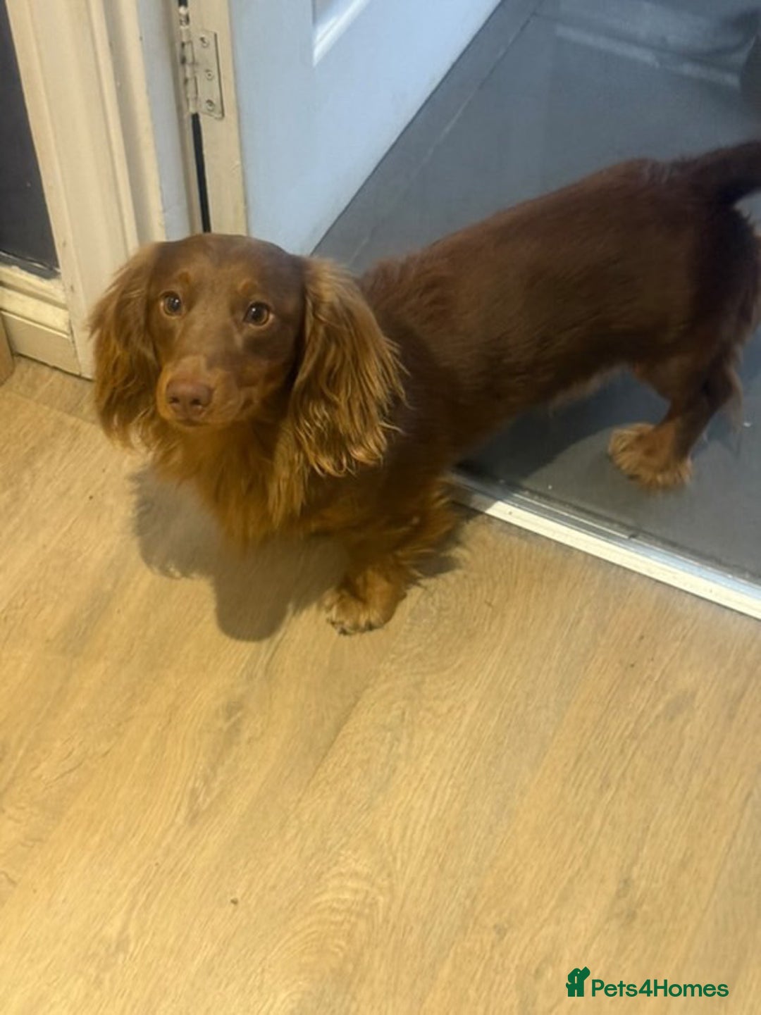 Miniature Dachshund dogs for stud:  STUD ONLY miniature dachshund   - Image 2
