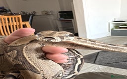 Boa Snake reptiles for sale: 100% Het Anery Boa CB24 with setup - Image 2