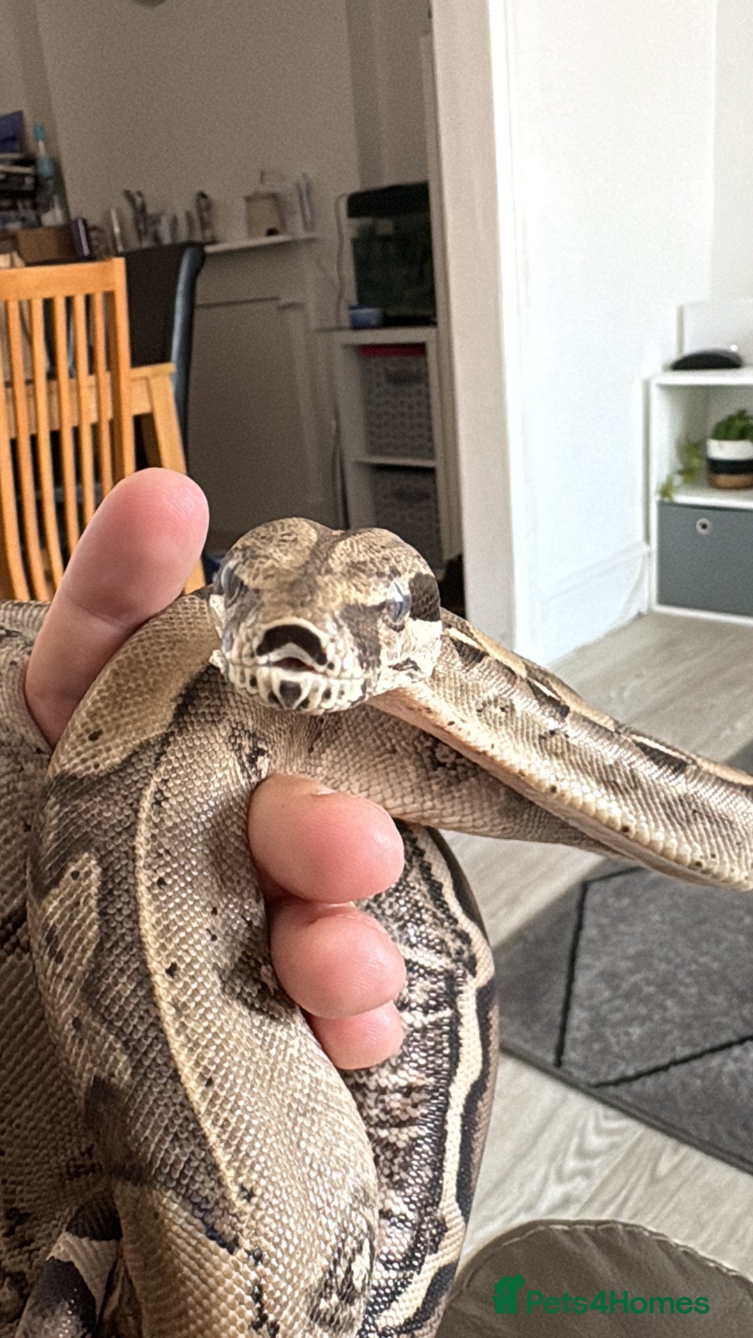 Boa Snake reptiles for sale: 100% Het Anery Boa CB24 with setup - Image 2