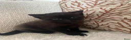 British Shorthair cats for sale: Beautiful little girl - Advert 3