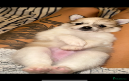 Pomchi dogs for sale: Pomchis for sale  - Image 1