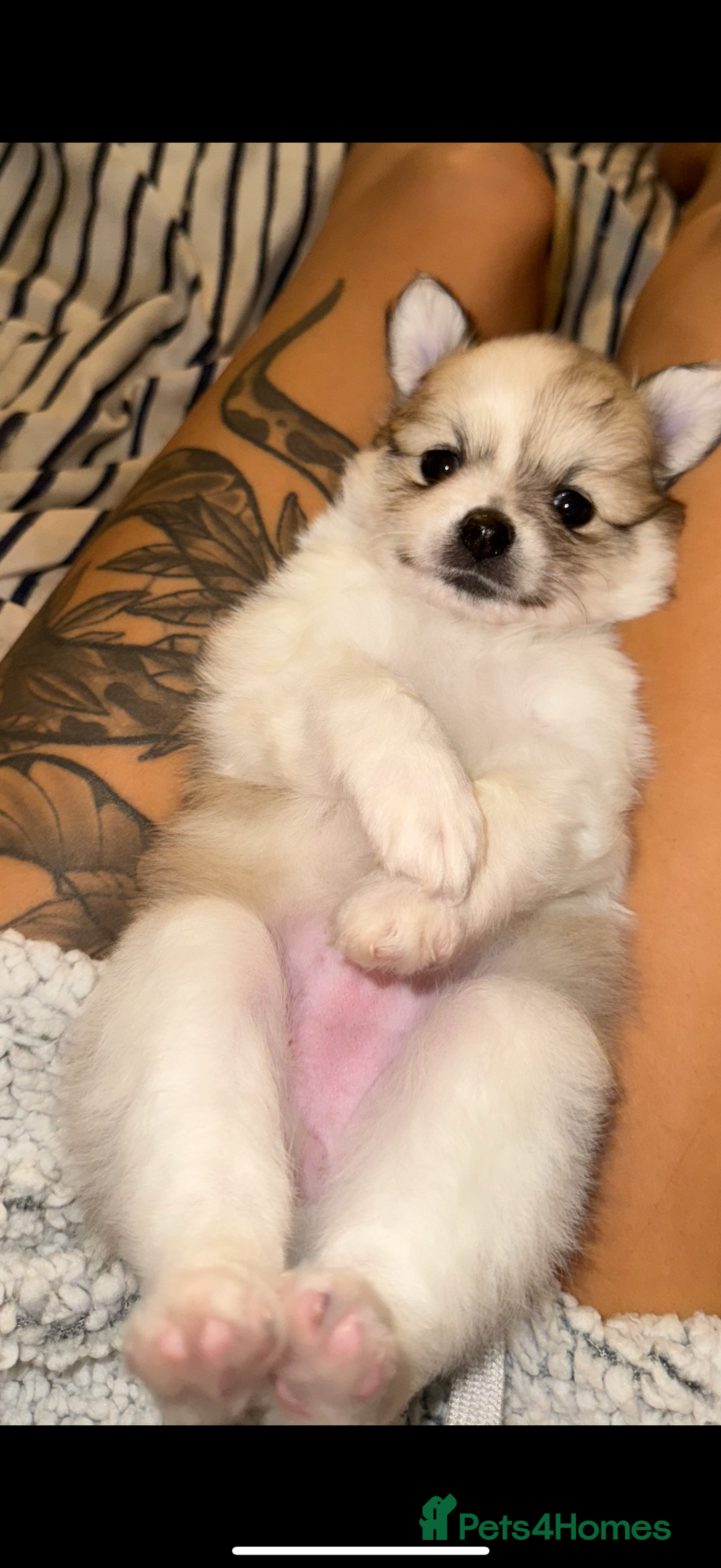 Pomchi dogs for sale: Pomchis for sale  - Image 1