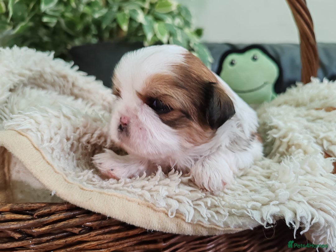 Shih Tzu dogs for sale: Shih Tzu - Image 18