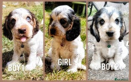 Cocker Spaniel dogs for sale: Blue Roan Tan-Sable Cocker Spaniel– KC bloodline - Image 3