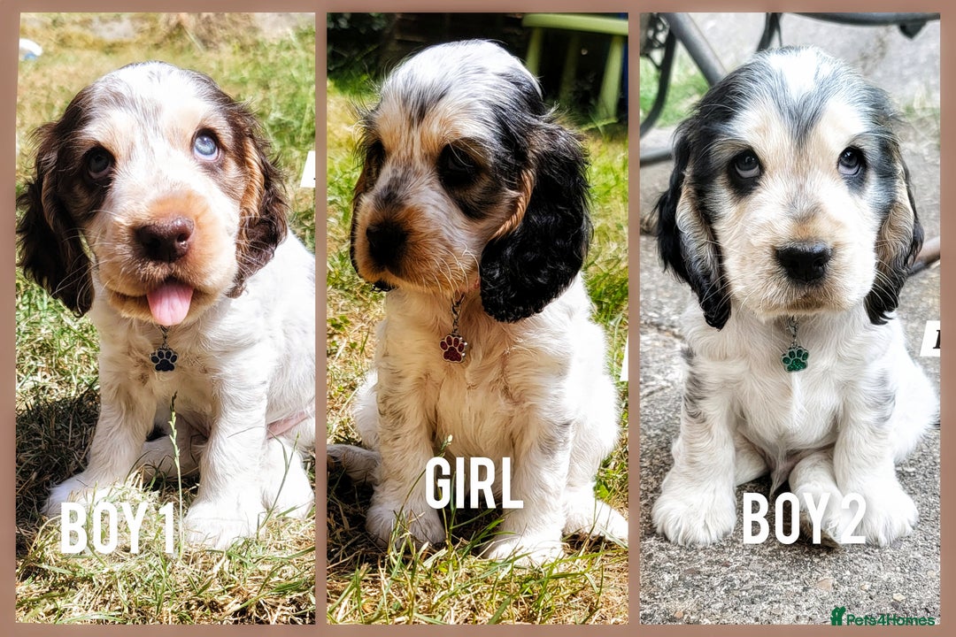 Cocker Spaniel dogs for sale: Blue Roan Tan-Sable Cocker Spaniel– KC bloodline - Image 3