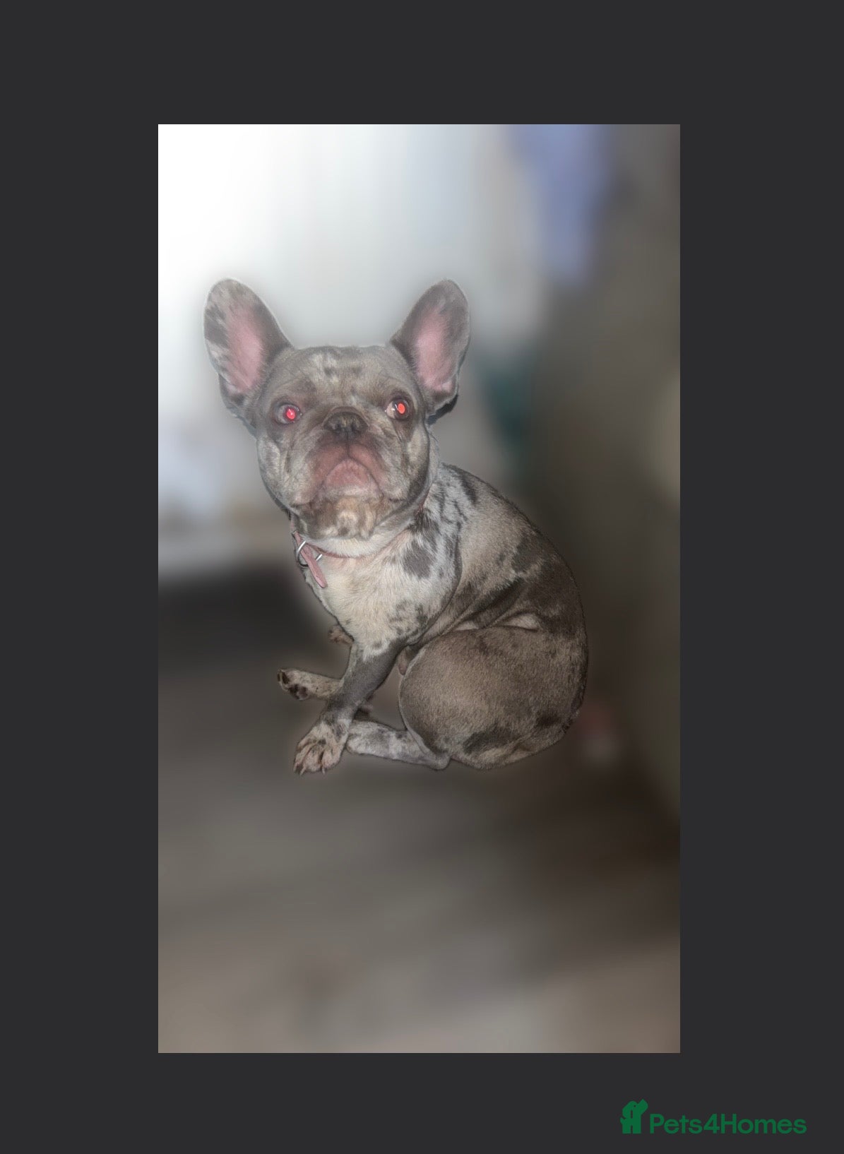 French Bulldog dogs 1 year old Merle French bulldog female - Advert 17