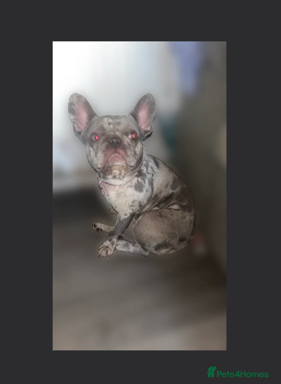 French Bulldog dogs for sale: 1 year old Merle French bulldog female - Advert 1