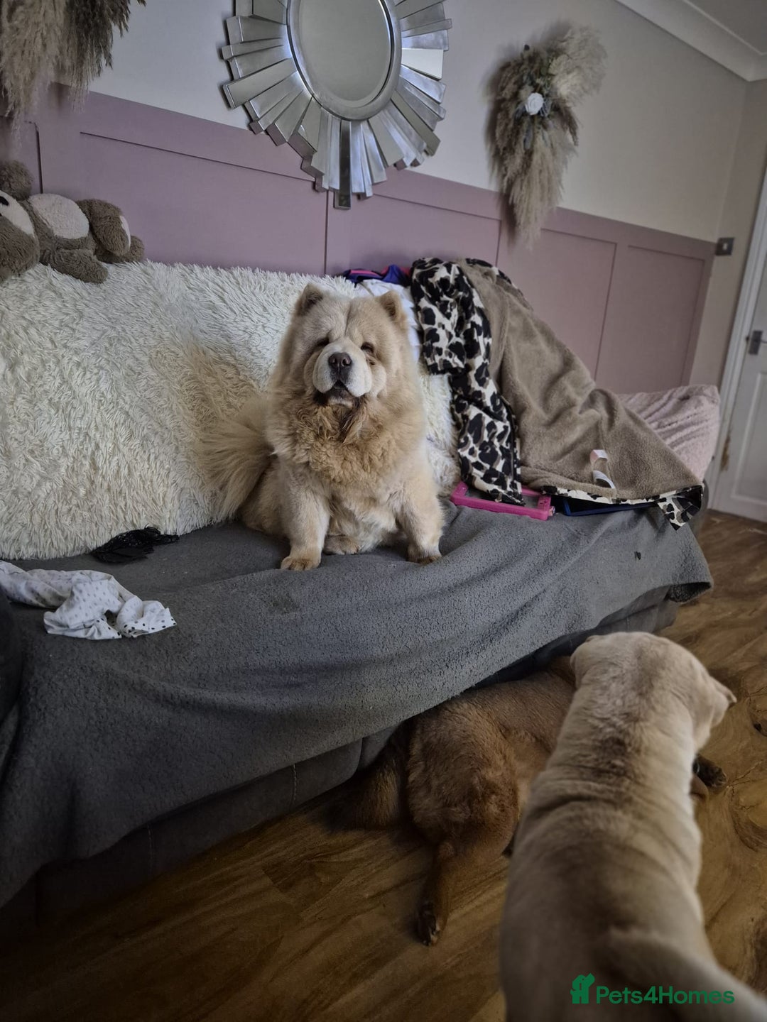 Chow Chow dogs for sale: Beautifull teddybear chow chows - Advert 2