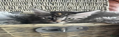 Mixed Breed Kitten 2