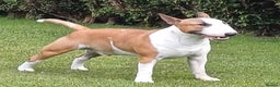 Bull Terrier dogs for stud: 3Miniature bull terriers stud Douglas Nigel Duggie in Bolton - Advert 24