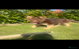 German Shepherd dogs for sale: Working KC GSD German shepherd puppies  - Image 1