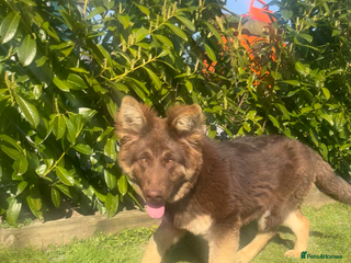 German Shepherd dogs - Advert 1