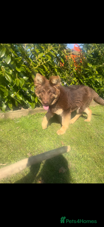 German Shepherd dogs - Advert 4