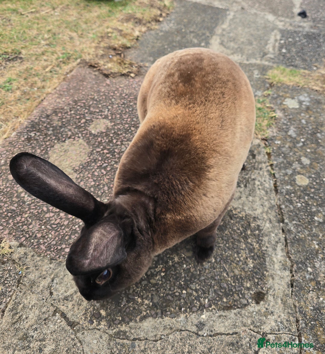 Chinchilla rabbits for sale: No more; it's finished  in Luton - Image 5