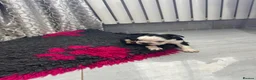French Bulldog dogs for sale: French bulldog puppies  - Advert 23