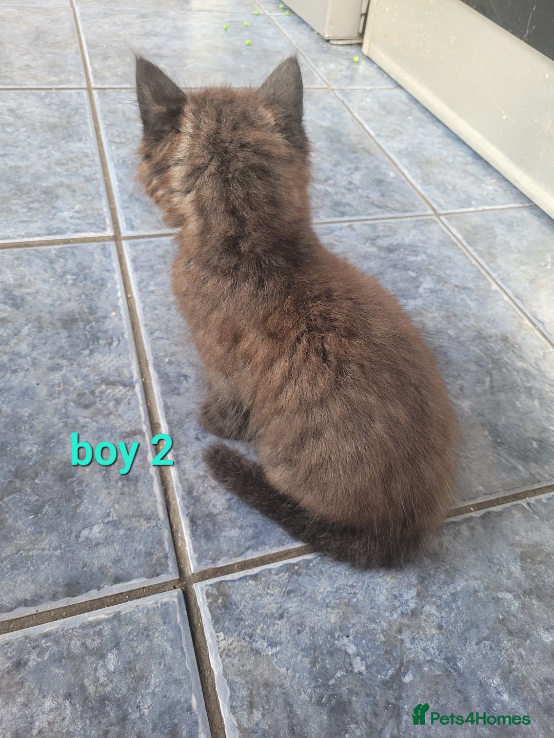 Mixed Breed cats for sale: Beauitful male kittens - Image 3