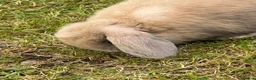 Mini Lop rabbits for sale: mini loop babies  - Advert 14